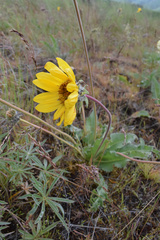 Balsamorhiza serrata