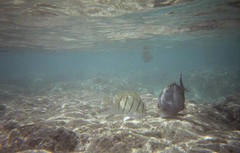 Acanthurus blochii