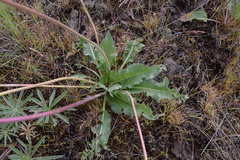 Balsamorhiza serrata