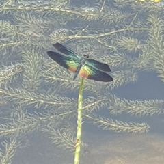 Rhyothemis plutonia
