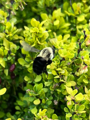 Bombus impatiens