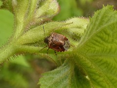 Cosmopepla intergressa