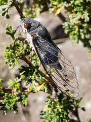 Hadoa chiricahua