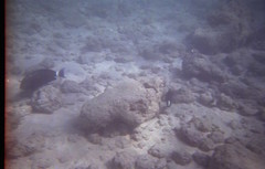 Novaculichthys taeniourus