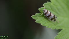 Reptalus quadricinctus