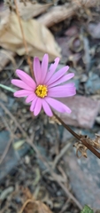 Onoseris alata