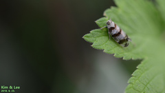 Reptalus quadricinctus
