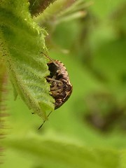 Cosmopepla intergressa