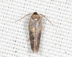 Zimmermannia