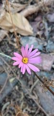 Onoseris alata