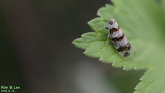 Reptalus quadricinctus