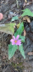 Onoseris alata