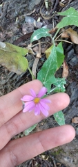 Onoseris alata