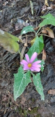 Onoseris alata