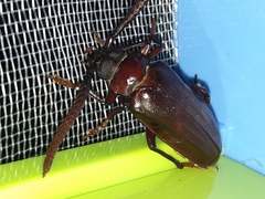 Prionus imbricornis
