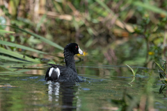 Fulica americana