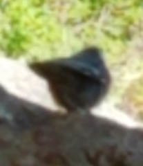 Sitta carolinensis