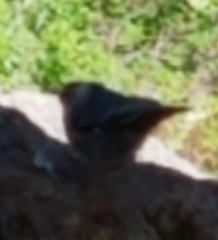 Sitta carolinensis