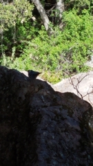 Sitta carolinensis