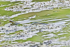 Thamnophis proximus