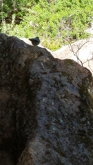 Sitta carolinensis