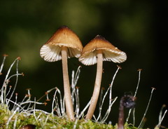 Mycena mulawaestris