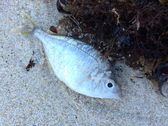 Parequula melbournensis