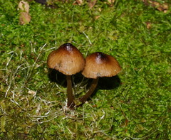 Mycena mulawaestris