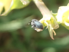 Mecinus janthiniformis