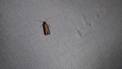 Varneria postremella