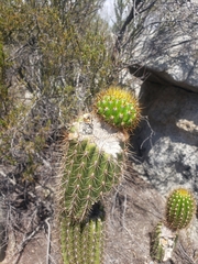Trichocereeae