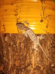 Gekko japonicus