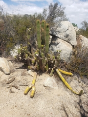 Trichocereeae