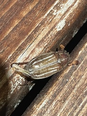 Polyphylla occidentalis