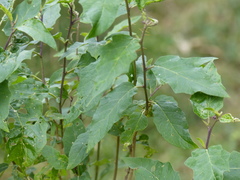 Solanum silvestre