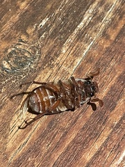 Polyphylla occidentalis