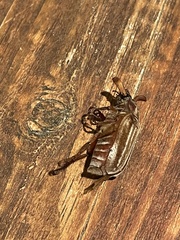 Polyphylla occidentalis