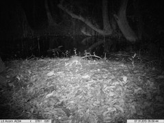Philander opossum