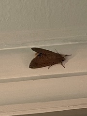 Litoprosopus futilis