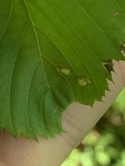 Taphrina virginica