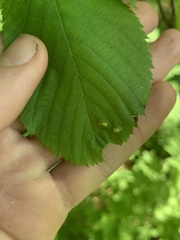 Taphrina virginica