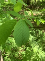 Taphrina virginica