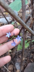 Plumbago caerulea