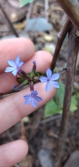 Plumbago caerulea