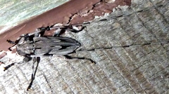 Acanthocinus nodosus