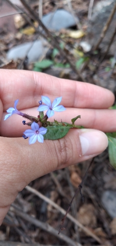 Image of Chilean Plumbago (Plumbago caerulea) by no rights reserved