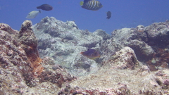 Canthigaster solandri