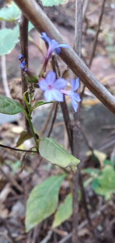 Image of Chilean Plumbago (Plumbago caerulea) by no rights reserved