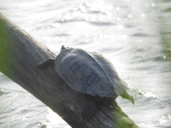 Graptemys pseudogeographica