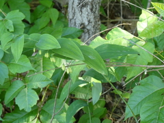 Polygonatum biflorum